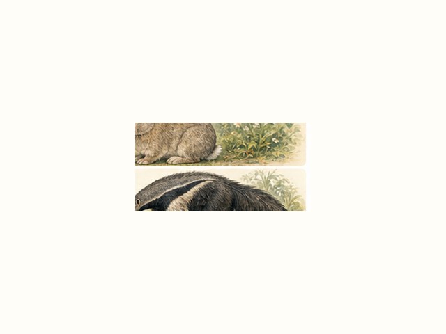 オオアリクイの図鑑イラスト