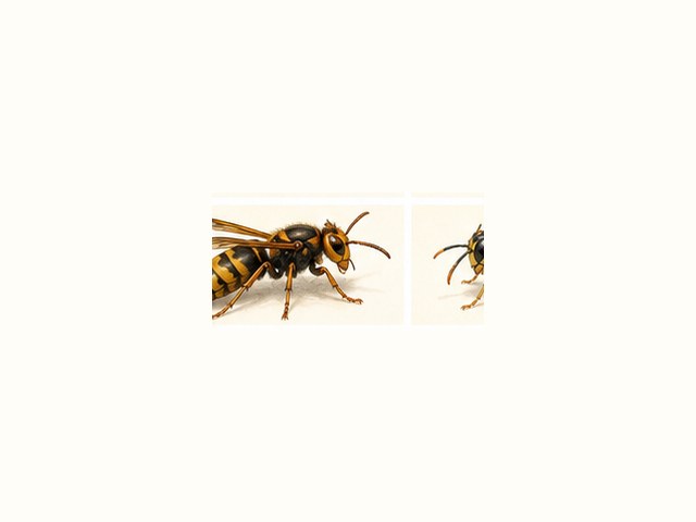 キイロスズメバチの図鑑イラスト