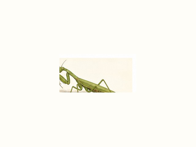 カマキリの図鑑イラスト