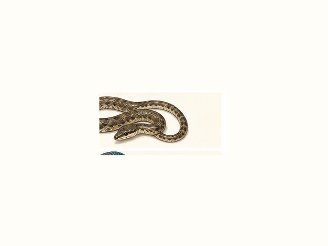 アオダイショウの図鑑イラスト