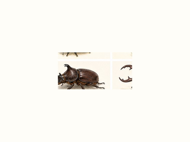 カブトムシの図鑑イラスト