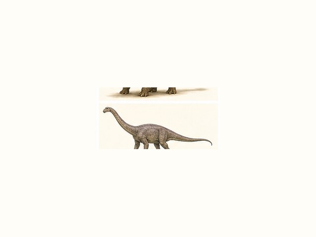 シュノサウルスの図鑑イラスト