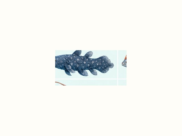 チョウチンアンコウの図鑑イラスト