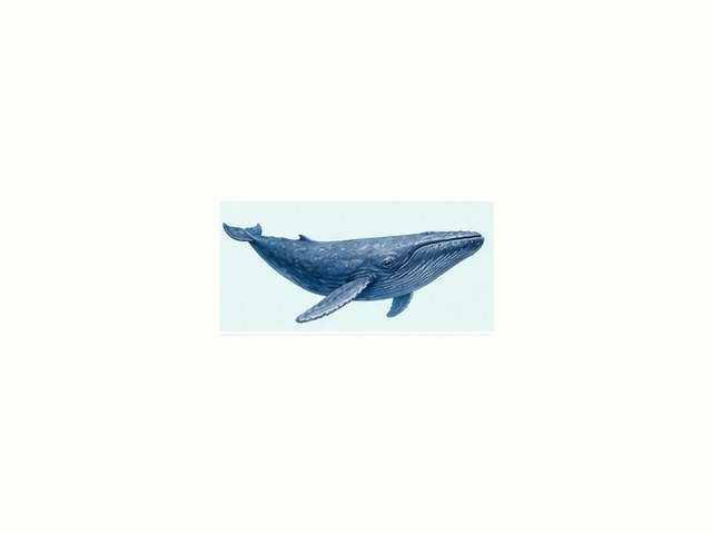 シロナガスクジラの図鑑イラスト