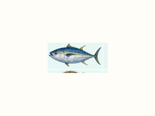 クロマグロの図鑑イラスト