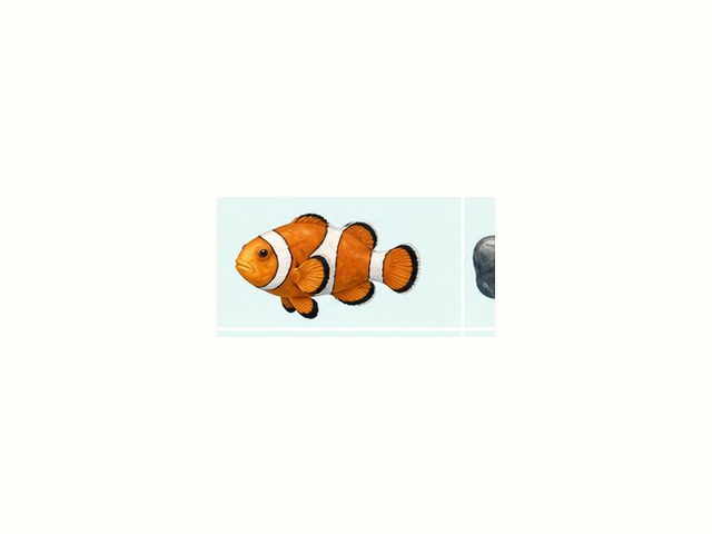 カクレクマノミの図鑑イラスト