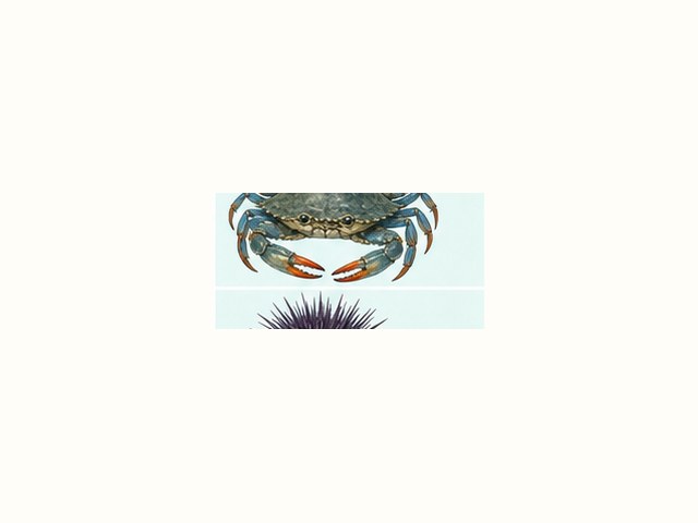 コウイカの図鑑イラスト