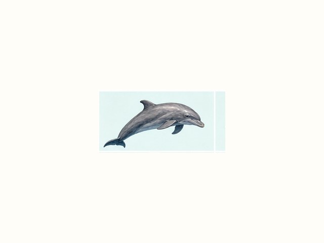 ハンドウイルカの図鑑イラスト