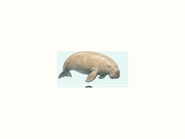 ジュゴンの図鑑イラスト