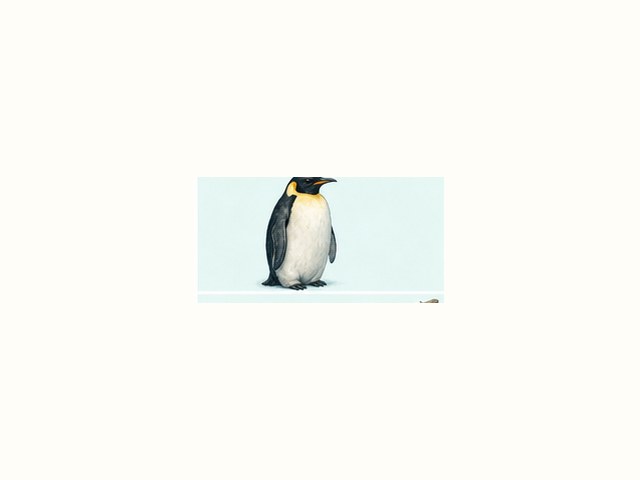 コウテイペンギンの図鑑イラスト