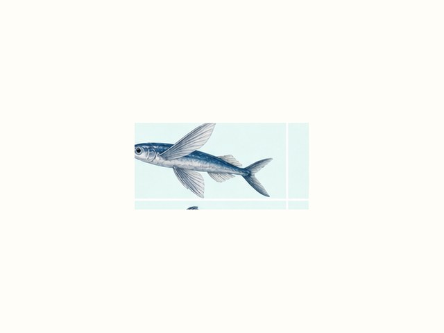 トビウオの図鑑イラスト