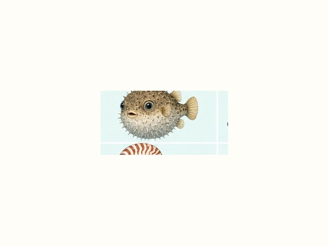 チンアナゴの図鑑イラスト