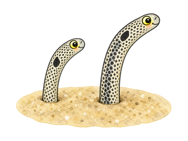 チンアナゴの子ども向け図鑑イラスト