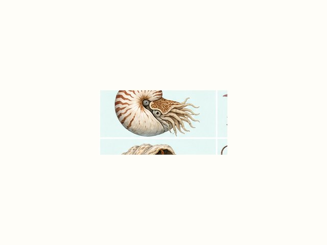 ダイオウグソクムシの図鑑イラスト