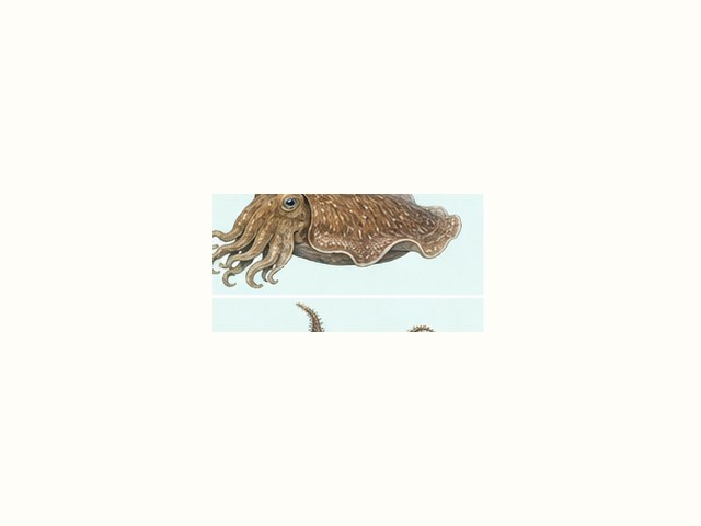 ダイオウイカの図鑑イラスト