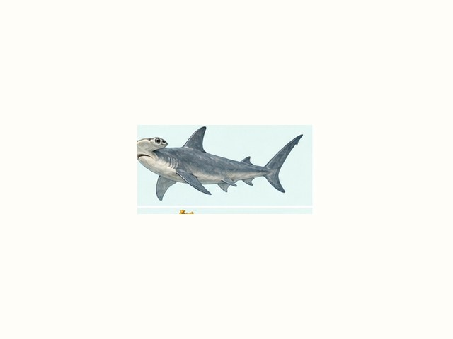 シュモクザメの図鑑イラスト