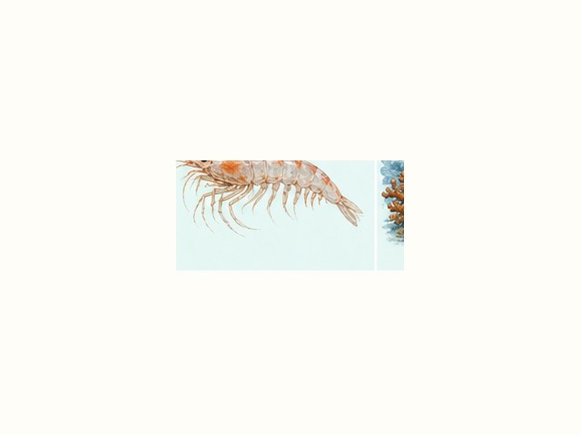 カブトガニの図鑑イラスト