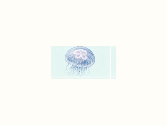 ミズクラゲの図鑑イラスト