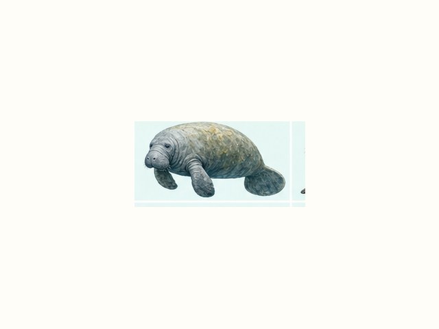 マナティーの図鑑イラスト