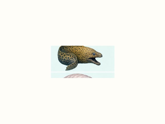 ウツボの図鑑イラスト