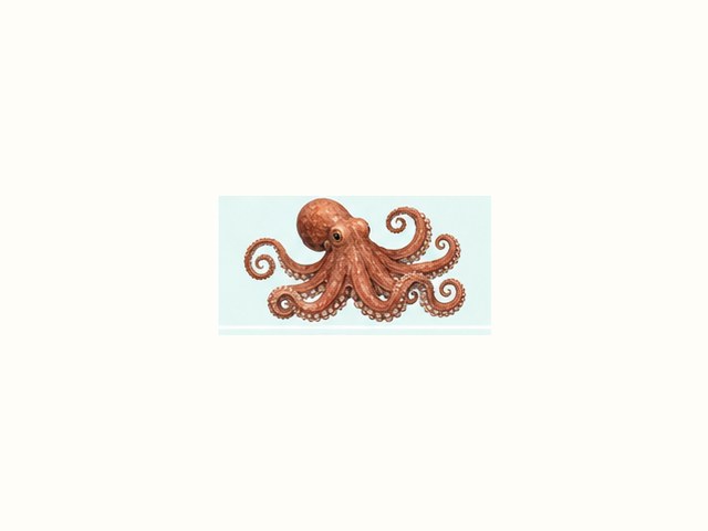 マダコの図鑑イラスト