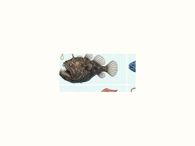 トラフグの図鑑イラスト