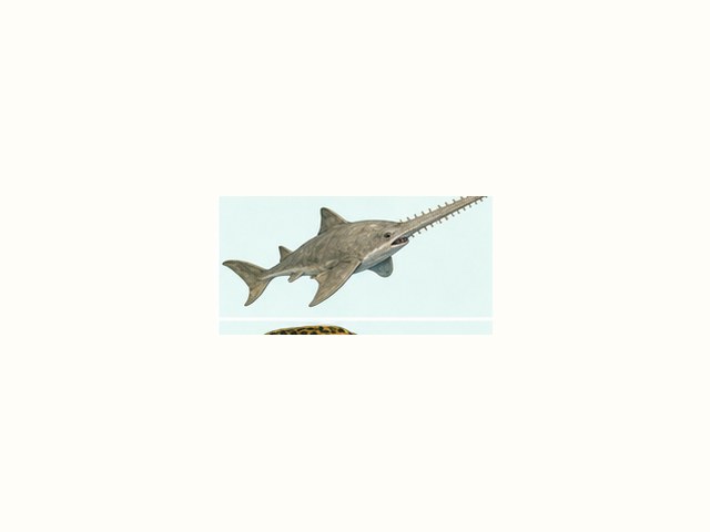 ノコギリエイの図鑑イラスト