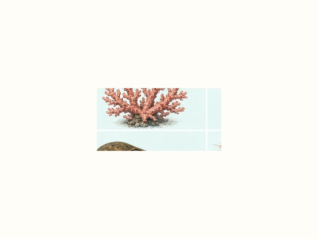 マナマコの図鑑イラスト
