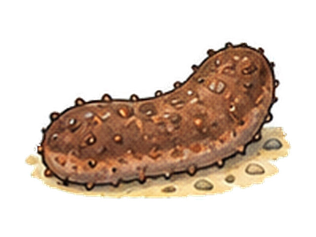 マナマコの子ども向け図鑑イラスト