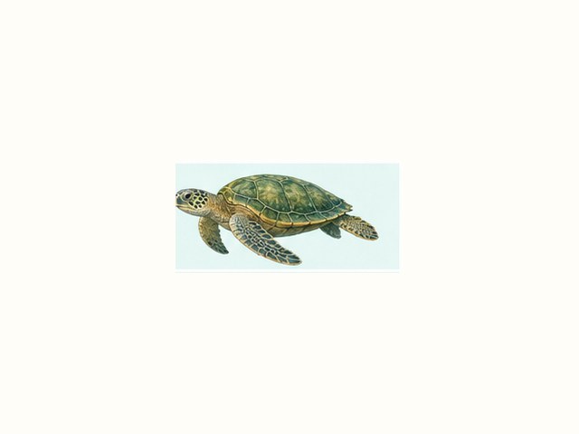 アオウミガメの図鑑イラスト