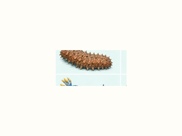 ムラサキウニの図鑑イラスト