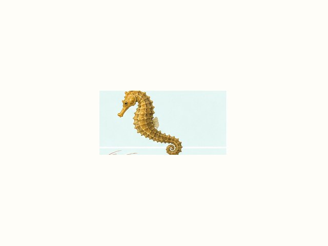 タツノオトシゴの図鑑イラスト