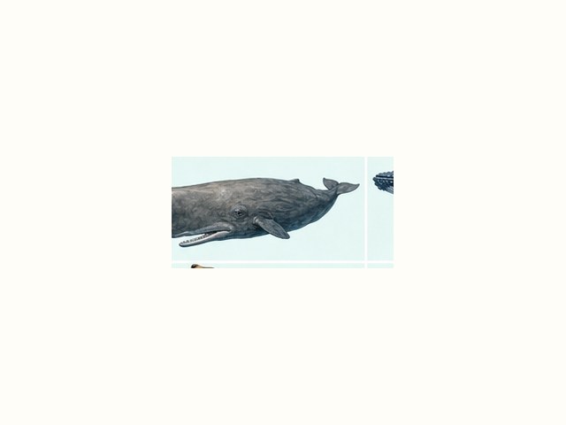 マッコウクジラの図鑑イラスト