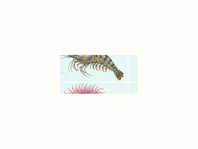 イセエビの図鑑イラスト