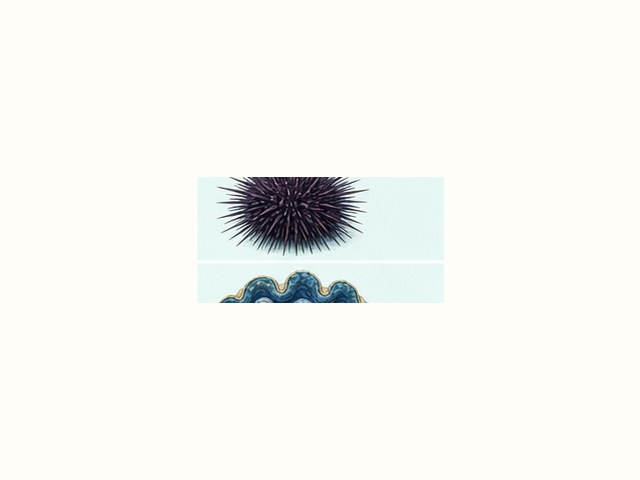 イトマキヒトデの図鑑イラスト